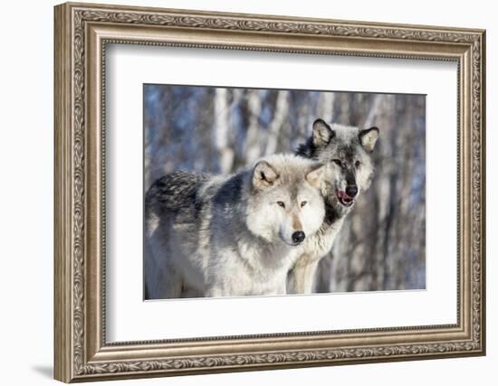 USA, Minnesota, Sandstone. Wolves watching-Hollice Looney-Framed Photographic Print