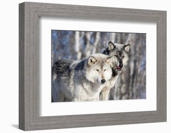 USA, Minnesota, Sandstone. Wolves watching-Hollice Looney-Framed Photographic Print