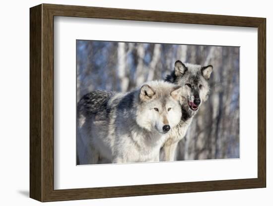 USA, Minnesota, Sandstone. Wolves watching-Hollice Looney-Framed Photographic Print