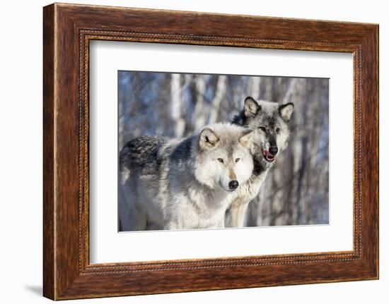 USA, Minnesota, Sandstone. Wolves watching-Hollice Looney-Framed Photographic Print