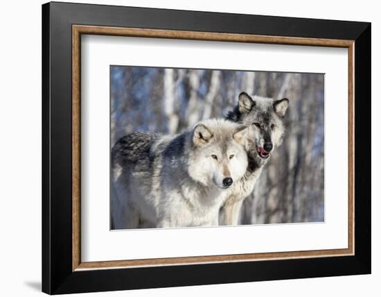 USA, Minnesota, Sandstone. Wolves watching-Hollice Looney-Framed Photographic Print