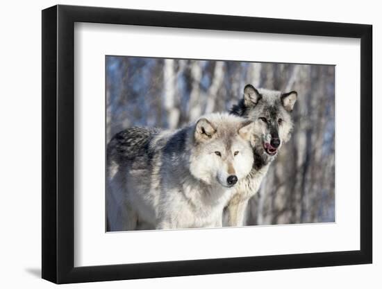 USA, Minnesota, Sandstone. Wolves watching-Hollice Looney-Framed Photographic Print