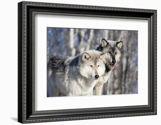 USA, Minnesota, Sandstone. Wolves watching-Hollice Looney-Framed Photographic Print