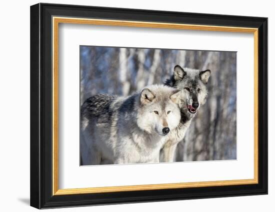 USA, Minnesota, Sandstone. Wolves watching-Hollice Looney-Framed Photographic Print