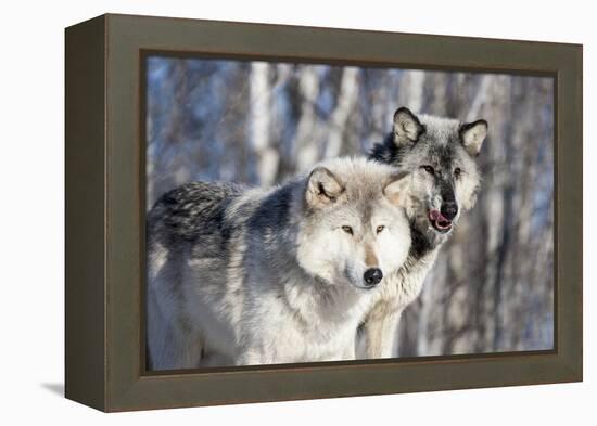 USA, Minnesota, Sandstone. Wolves watching-Hollice Looney-Framed Premier Image Canvas