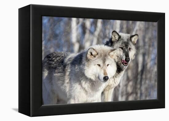 USA, Minnesota, Sandstone. Wolves watching-Hollice Looney-Framed Premier Image Canvas