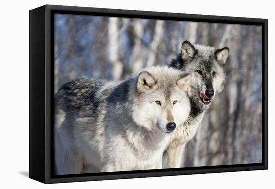USA, Minnesota, Sandstone. Wolves watching-Hollice Looney-Framed Premier Image Canvas