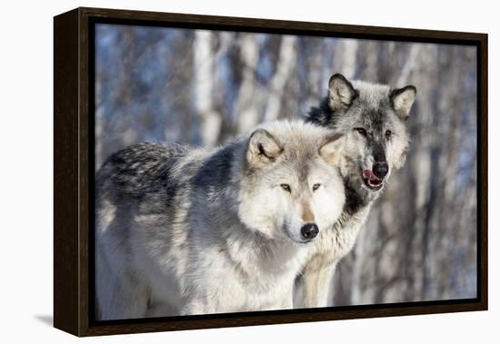 USA, Minnesota, Sandstone. Wolves watching-Hollice Looney-Framed Premier Image Canvas
