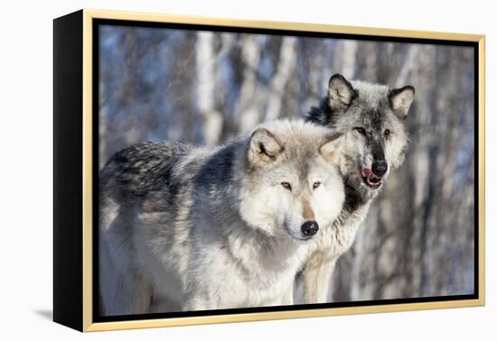 USA, Minnesota, Sandstone. Wolves watching-Hollice Looney-Framed Premier Image Canvas