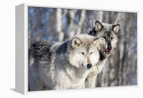 USA, Minnesota, Sandstone. Wolves watching-Hollice Looney-Framed Premier Image Canvas