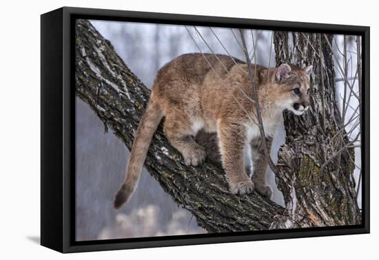 USA, Minnesota, Sandstone. young cougar playing in the tree-Hollice Looney-Framed Premier Image Canvas