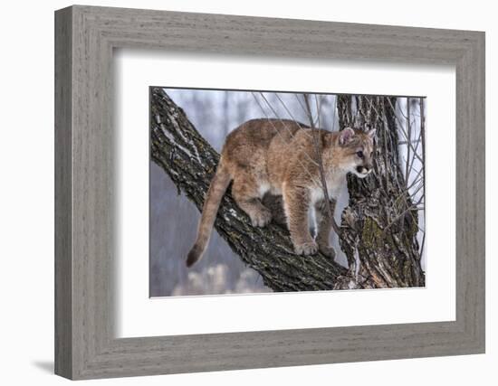 USA, Minnesota, Sandstone. young cougar playing in the tree-Hollice Looney-Framed Photographic Print