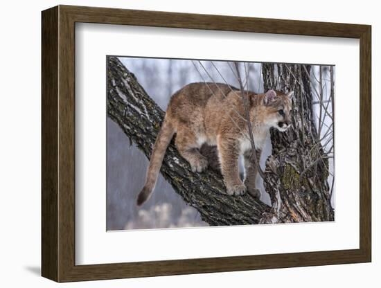 USA, Minnesota, Sandstone. young cougar playing in the tree-Hollice Looney-Framed Photographic Print