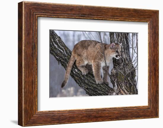 USA, Minnesota, Sandstone. young cougar playing in the tree-Hollice Looney-Framed Photographic Print