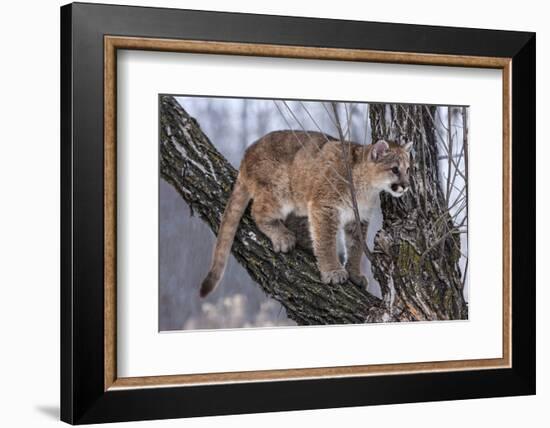 USA, Minnesota, Sandstone. young cougar playing in the tree-Hollice Looney-Framed Photographic Print