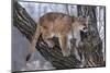 USA, Minnesota, Sandstone. young cougar playing in the tree-Hollice Looney-Mounted Photographic Print