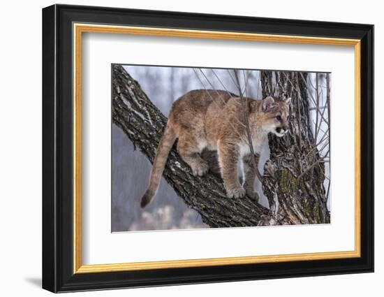 USA, Minnesota, Sandstone. young cougar playing in the tree-Hollice Looney-Framed Photographic Print