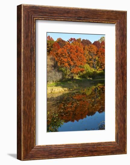 USA, Minnesota, Sunfish Lake, Fall Color Reflected in Pond-Bernard Friel-Framed Photographic Print