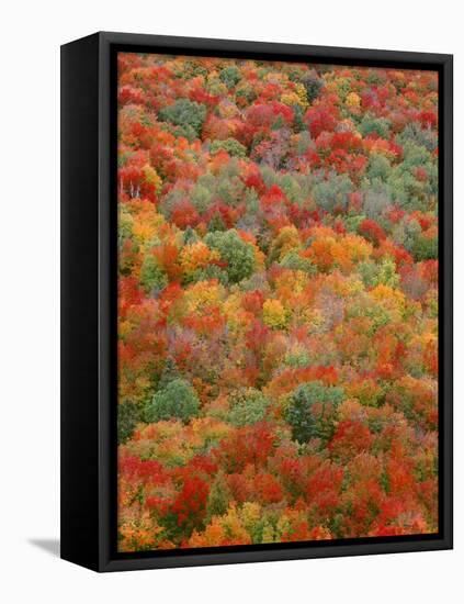 USA, Minnesota, Superior National Forest, Autumn Adds Color to Northern Hardwood Forests-John Barger-Framed Premier Image Canvas