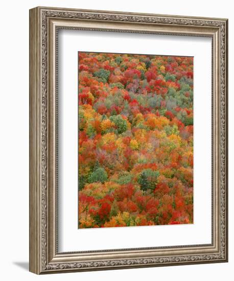 USA, Minnesota, Superior National Forest, Autumn Adds Color to Northern Hardwood Forests-John Barger-Framed Photographic Print