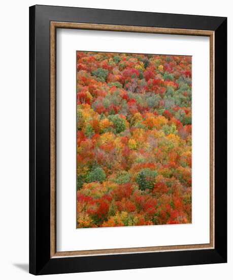 USA, Minnesota, Superior National Forest, Autumn Adds Color to Northern Hardwood Forests-John Barger-Framed Photographic Print