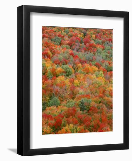 USA, Minnesota, Superior National Forest, Autumn Adds Color to Northern Hardwood Forests-John Barger-Framed Photographic Print