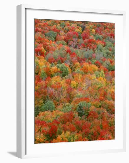 USA, Minnesota, Superior National Forest, Autumn Adds Color to Northern Hardwood Forests-John Barger-Framed Photographic Print