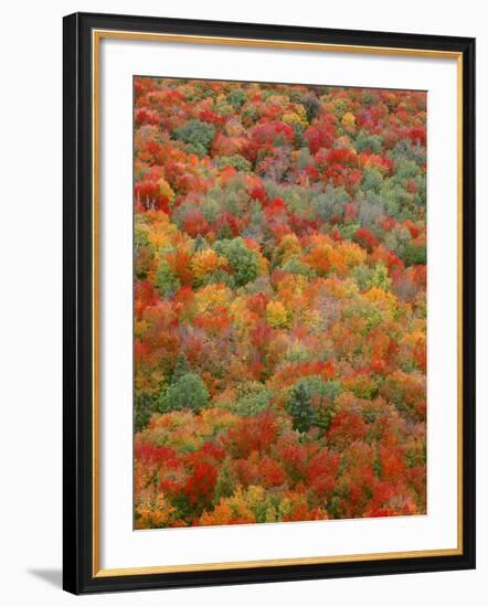 USA, Minnesota, Superior National Forest, Autumn Adds Color to Northern Hardwood Forests-John Barger-Framed Photographic Print