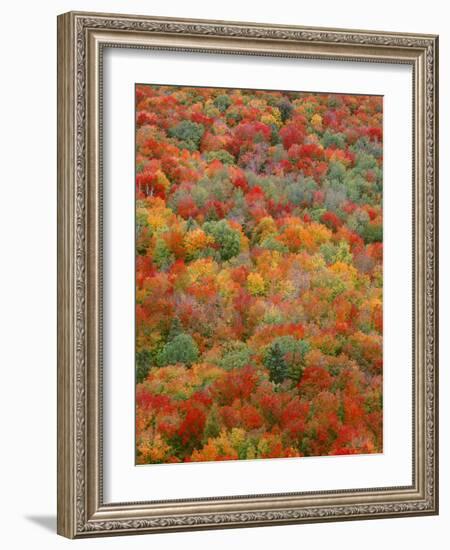 USA, Minnesota, Superior National Forest, Autumn Adds Color to Northern Hardwood Forests-John Barger-Framed Photographic Print