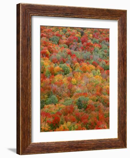 USA, Minnesota, Superior National Forest, Autumn Adds Color to Northern Hardwood Forests-John Barger-Framed Photographic Print