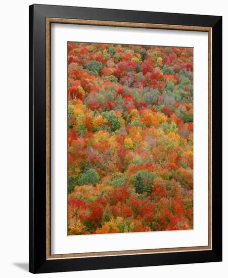 USA, Minnesota, Superior National Forest, Autumn Adds Color to Northern Hardwood Forests-John Barger-Framed Photographic Print