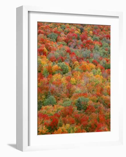 USA, Minnesota, Superior National Forest, Autumn Adds Color to Northern Hardwood Forests-John Barger-Framed Photographic Print