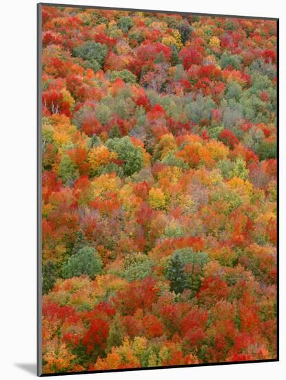 USA, Minnesota, Superior National Forest, Autumn Adds Color to Northern Hardwood Forests-John Barger-Mounted Photographic Print