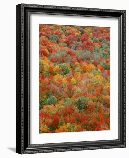 USA, Minnesota, Superior National Forest, Autumn Adds Color to Northern Hardwood Forests-John Barger-Framed Photographic Print