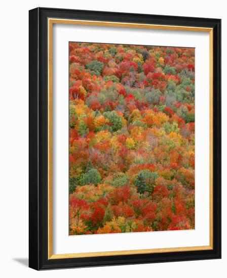 USA, Minnesota, Superior National Forest, Autumn Adds Color to Northern Hardwood Forests-John Barger-Framed Photographic Print