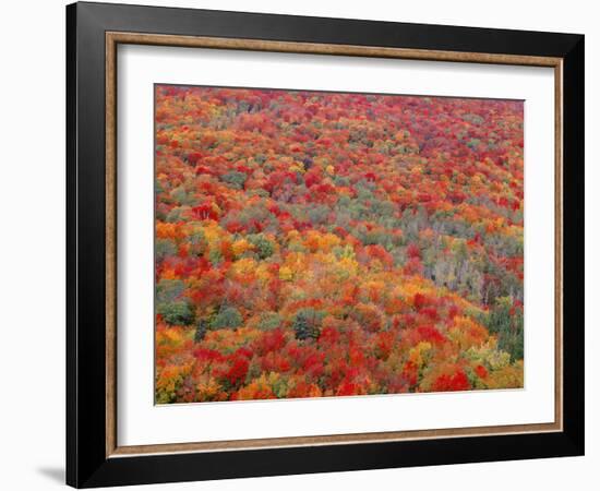 USA, Minnesota, Superior National Forest, Spectacular Autumn Colors of Northern Hardwood Forest-John Barger-Framed Photographic Print