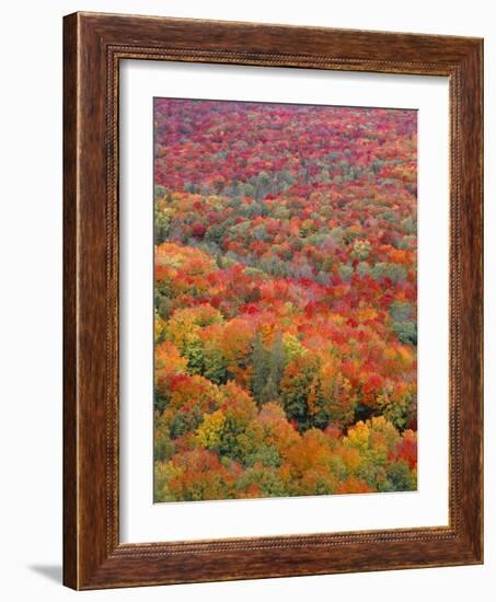 USA, Minnesota, Superior National Forest, Spectacular Autumn Colors of Northern Hardwood Forest-John Barger-Framed Photographic Print