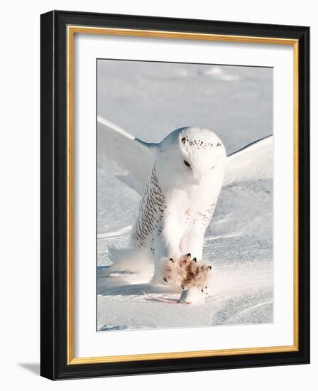 USA, Minnesota, Vermillion. Snowy Owl Catching Prey-Bernard Friel-Framed Photographic Print