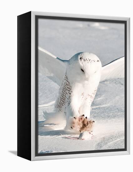 USA, Minnesota, Vermillion. Snowy Owl Catching Prey-Bernard Friel-Framed Premier Image Canvas