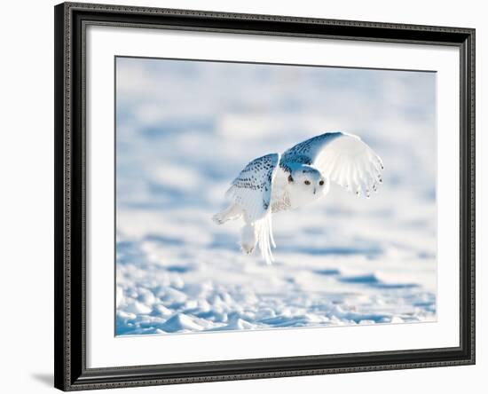 USA, Minnesota, Vermillion. Snowy Owl in Flight-Bernard Friel-Framed Photographic Print