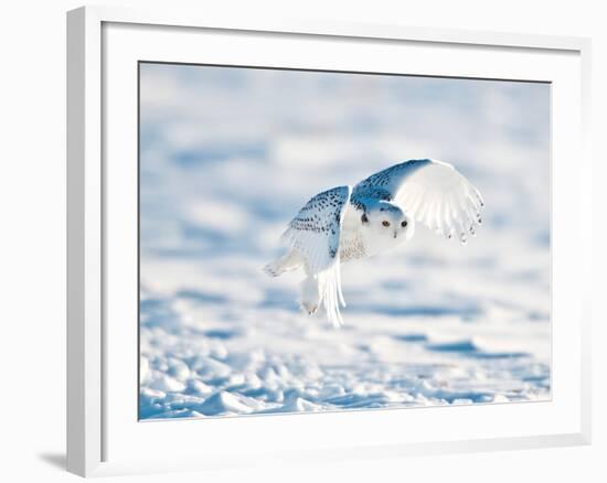 USA, Minnesota, Vermillion. Snowy Owl in Flight-Bernard Friel-Framed Photographic Print