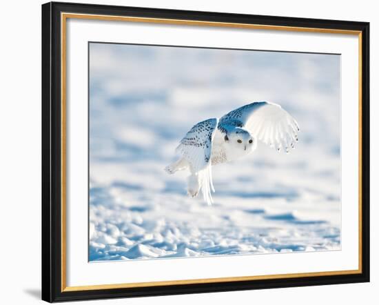 USA, Minnesota, Vermillion. Snowy Owl in Flight-Bernard Friel-Framed Photographic Print