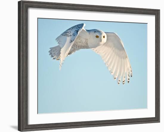 USA, Minnesota, Vermillion. Snowy Owl in Flight-Bernard Friel-Framed Photographic Print