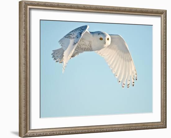 USA, Minnesota, Vermillion. Snowy Owl in Flight-Bernard Friel-Framed Photographic Print