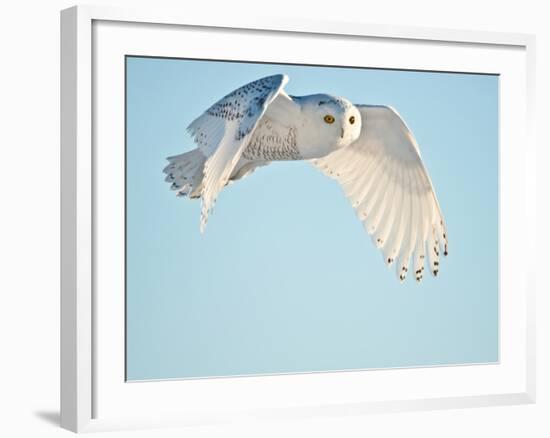 USA, Minnesota, Vermillion. Snowy Owl in Flight-Bernard Friel-Framed Photographic Print