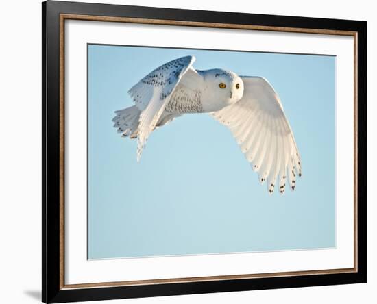 USA, Minnesota, Vermillion. Snowy Owl in Flight-Bernard Friel-Framed Photographic Print