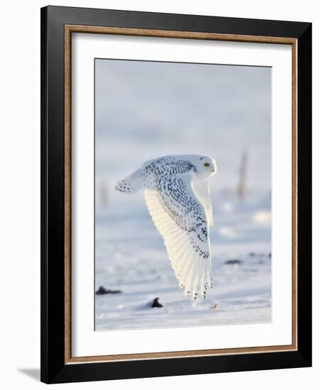 USA, Minnesota, Vermillion. Snowy Owl in Flight-Bernard Friel-Framed Photographic Print