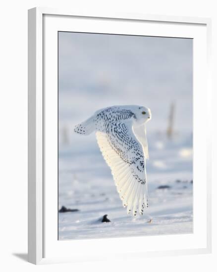 USA, Minnesota, Vermillion. Snowy Owl in Flight-Bernard Friel-Framed Photographic Print