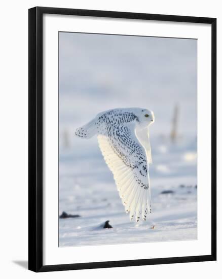 USA, Minnesota, Vermillion. Snowy Owl in Flight-Bernard Friel-Framed Photographic Print