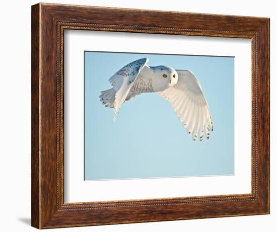 USA, Minnesota, Vermillion. Snowy Owl in Flight-Bernard Friel-Framed Photographic Print